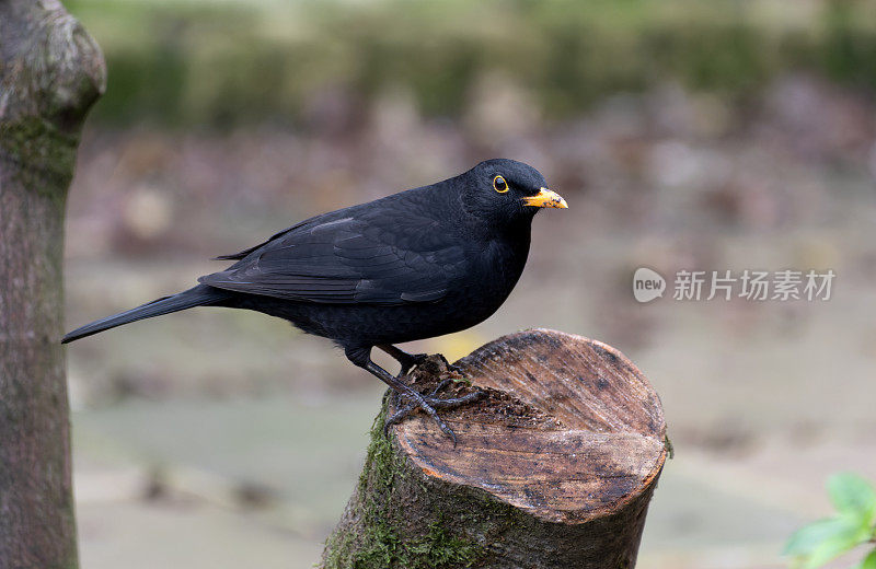 栖息在树枝上的黑鸟(Turdus merula)